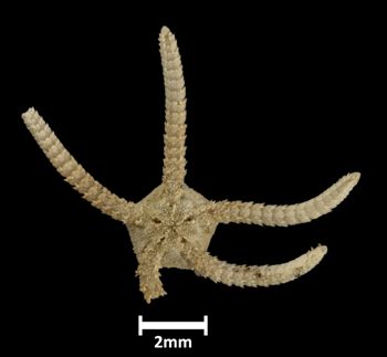 Media type: image;   Invertebrate Zoology OPH-3795 Description: Bottom up view of single ophiuroid specimen with a scale bar.;  Aspect: ventral